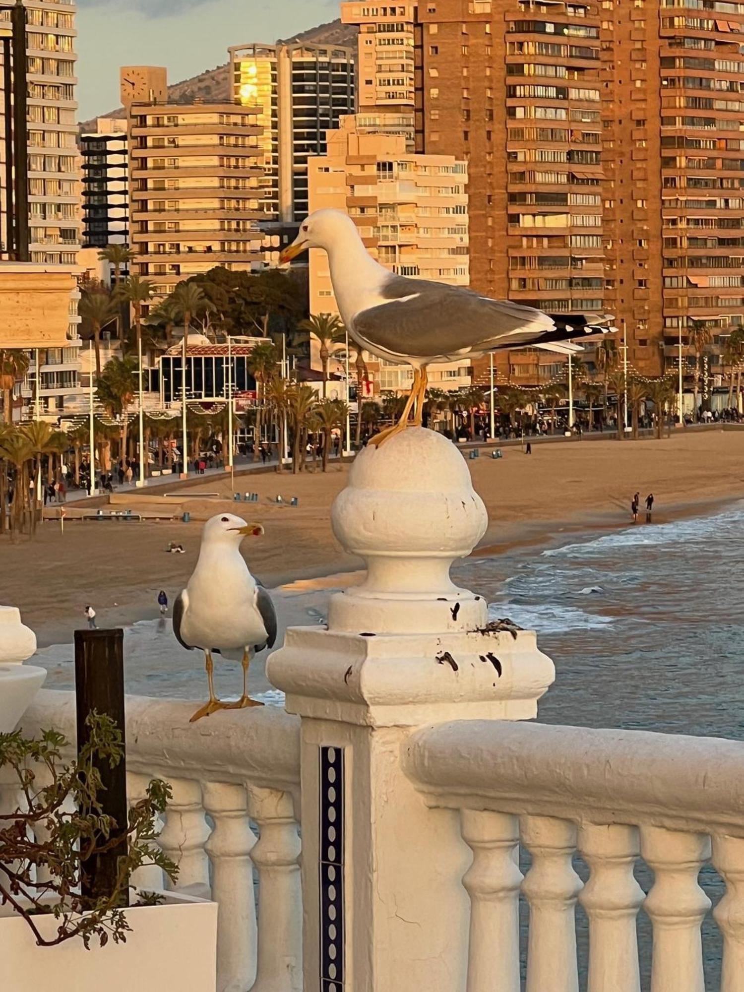 Benilove, En Playa Apartment *